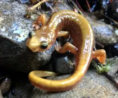 Van Dyke's Salamander thumbnail 4