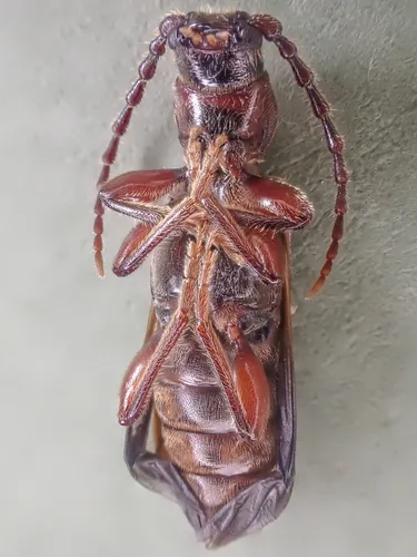Northern Spruce Borer
