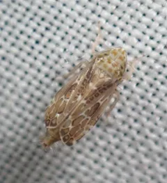 Errastunus ocellaris thumbnail 2