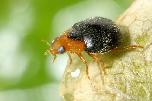 Scymnus marginicollis