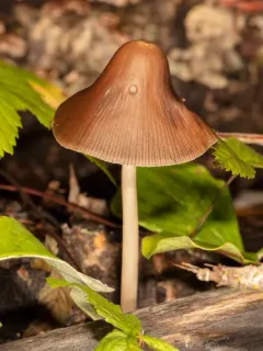 conical brittlestem thumbnail 3