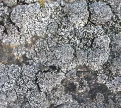 Quilted Stippleback Lichen thumbnail 4