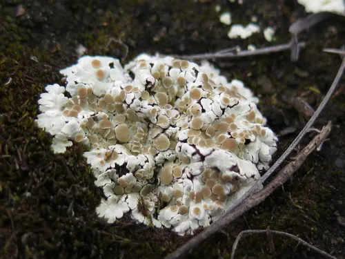 Squamarina lentigera