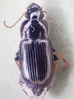 Harpalus innocuus thumbnail 2