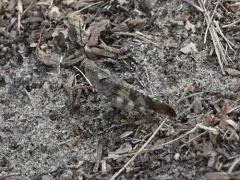 Boll's Grasshopper thumbnail 3