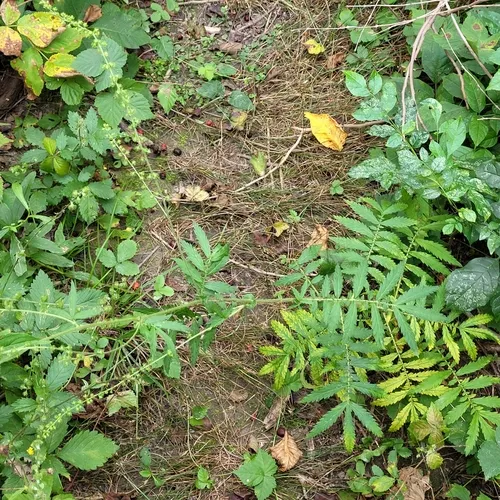 swamp agrimony