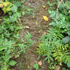 swamp agrimony thumbnail 1