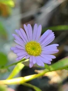 Siskiyou daisy thumbnail 3