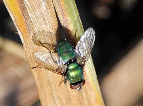 Lucilia elongata
