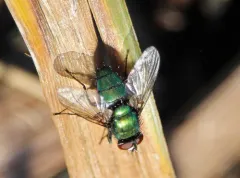 Lucilia elongata thumbnail 1