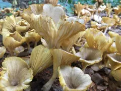 golden-gilled gerronema thumbnail 2