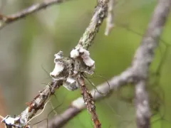 Mouse Ears thumbnail 3