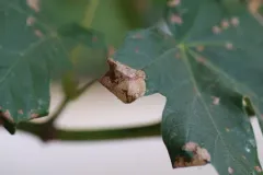 Caloptilia acerifoliella thumbnail 1