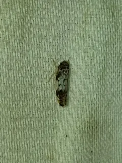 Scaphoideus obtusus thumbnail 2