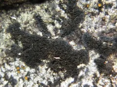 Spilonema maritimum thumbnail 2