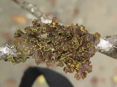 Pseudocyphellaria hawaiiensis thumbnail 1