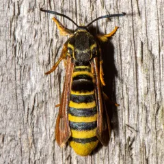 Raspberry Crown Borer thumbnail 3