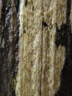 Xylographa hians thumbnail 3