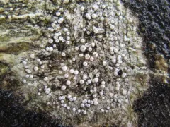 Ochrolechia xanthostoma thumbnail 2