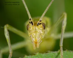 Prairie Tree Cricket thumbnail 4