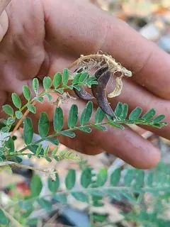 Bald Mountain Milkvetch thumbnail 2