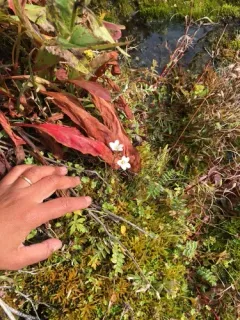 Siberian Saxifrage thumbnail 3