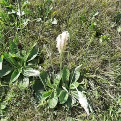 Hoary Plantain thumbnail 4