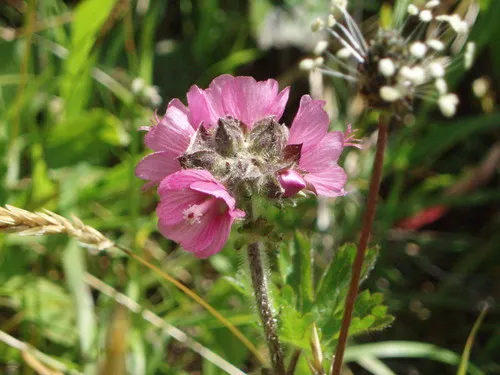 Hairy-stemmed Checker-mallow