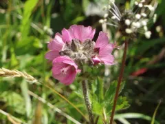 Hairy-stemmed Checker-mallow thumbnail 1