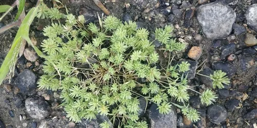Creeping lovegrass