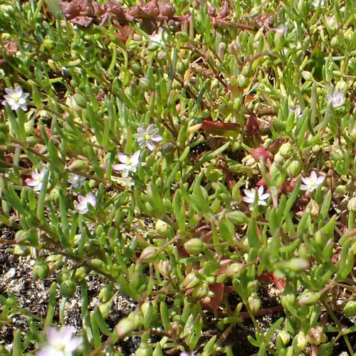 Saltmarsh Sand Spurry