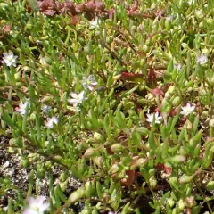 Saltmarsh Sand Spurry thumbnail 1