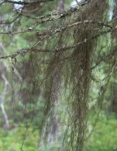 Horsehair Lichen thumbnail 3