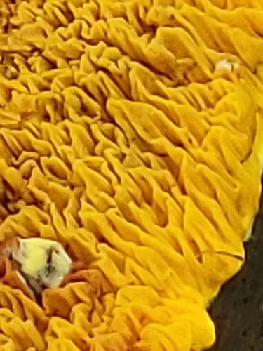 Pseudomerulius aureus