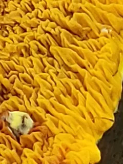 Pseudomerulius aureus thumbnail 1