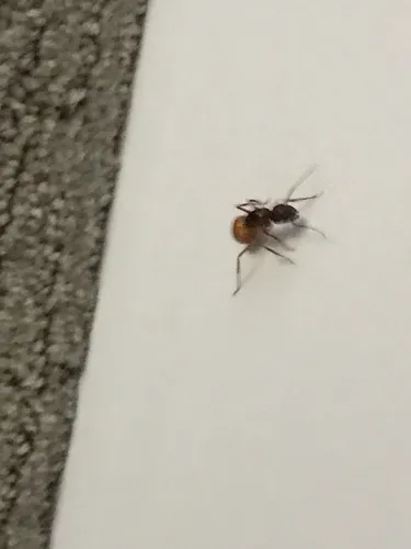 Brick Carpenter Ant