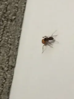 Brick Carpenter Ant thumbnail 1
