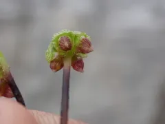 Asterella lindenbergiana thumbnail 4
