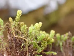 Blytt's Leafy Moss thumbnail 2