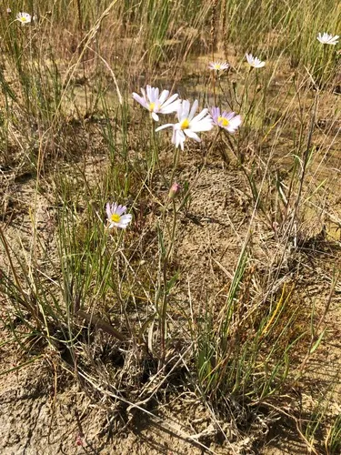 Alkali Marsh Aster