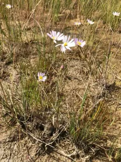 Alkali Marsh Aster thumbnail 1