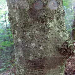 Speckled Blister Lichen thumbnail 3