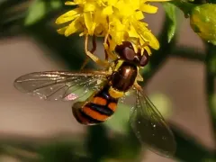 Violaceous Globetail thumbnail 4
