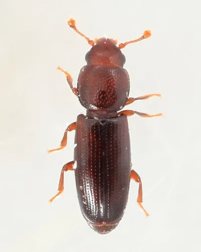 Rhizophagus remotus