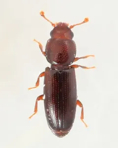 Rhizophagus remotus thumbnail 1