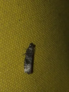 Epinotia lomonana thumbnail 3