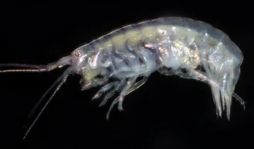 Paramoera bousfieldi