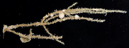 Grammaria abietina