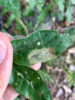 Amauromyza shepherdiae thumbnail 1