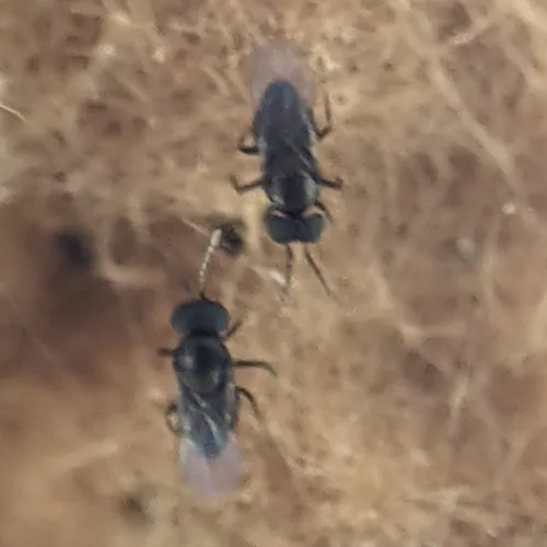 Ooencyrtus kuvanae